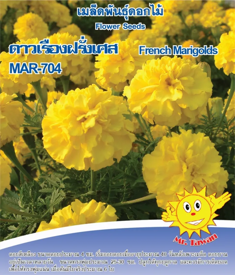 วิธีการปลูกดาวเรืองฝรั่งเศส MAR-704