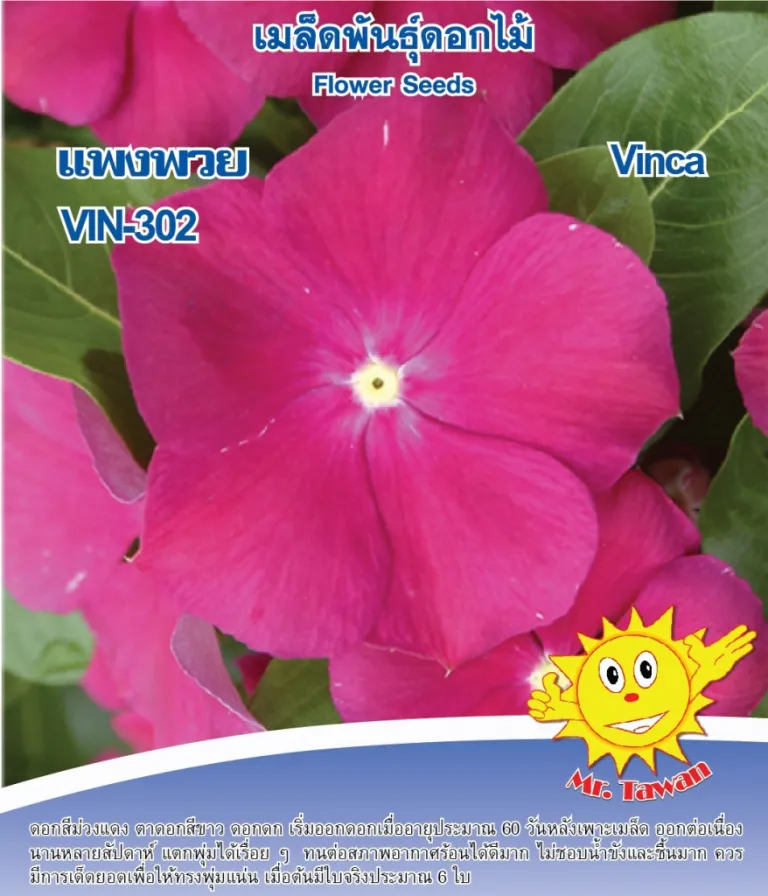 วิธีการปลูกแพงพวย VIN-302