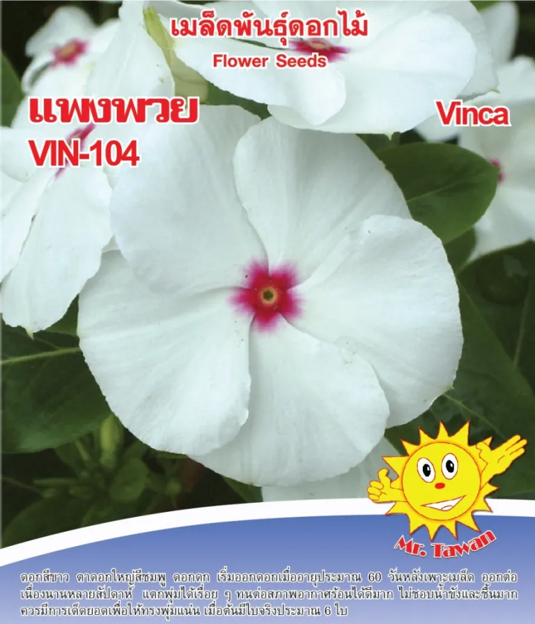 วิธ๊การปลูกแพงพวย VIN-104