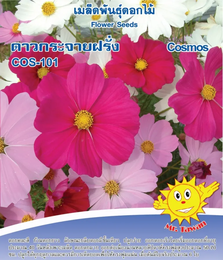 วิธีการปลูกดาวกระจายฝรั่ง COS-101