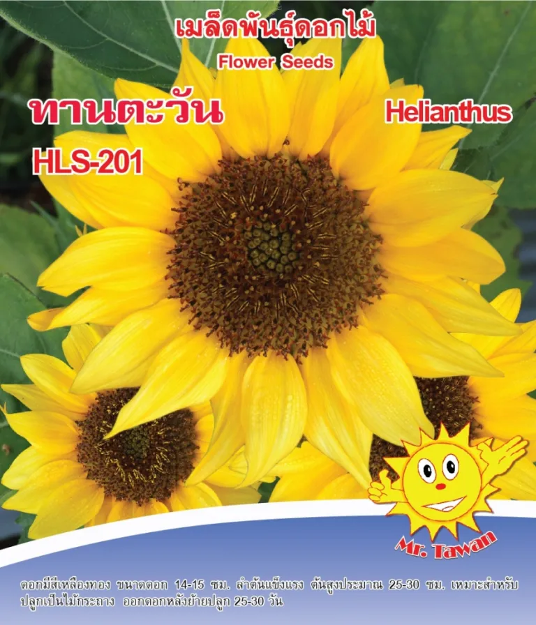 วิธีการปลูกทานตะวัน HLS-201