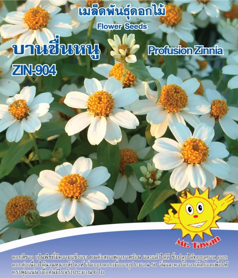 วิธีการปลูกดอกบานชื่น ZIN-904
