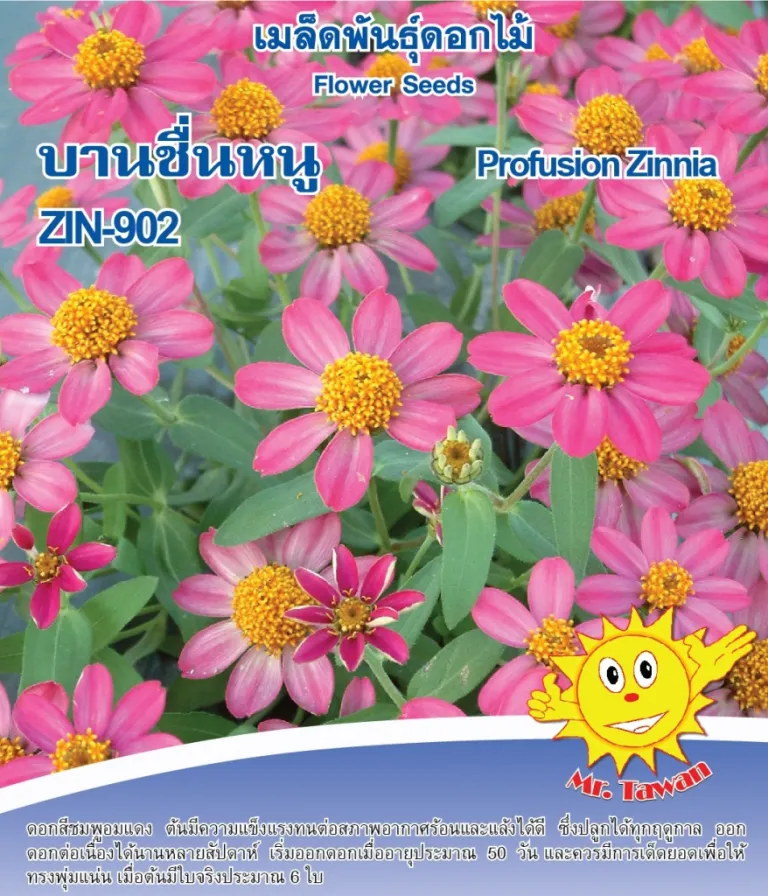 วิธีการปลูกบานชื่นหนู ZIN-902