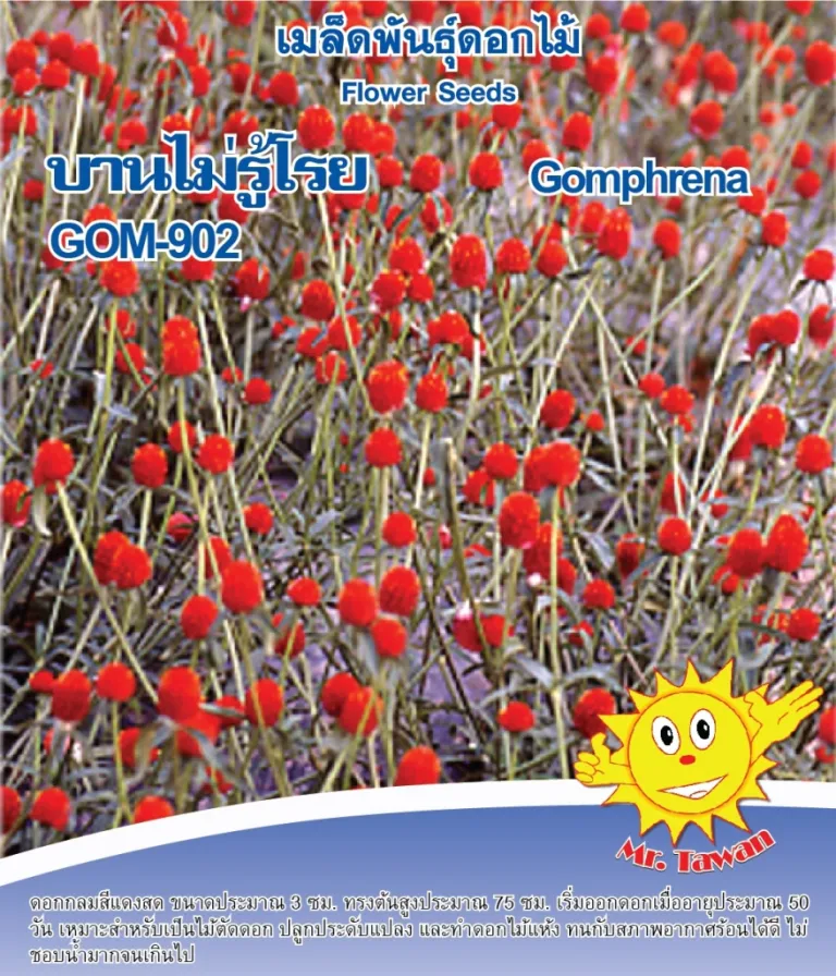 วิธีการปลูกบานไม่รู้โรย GOM-902