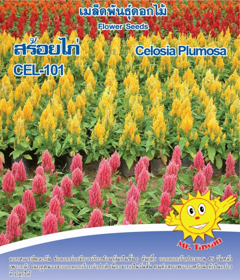 วิธีการปลูกดอกสร้อยไก่ CEL-101