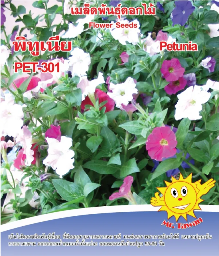 วิธีการปลูกดอกพิทูเนีย PET-301