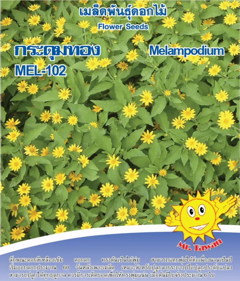 วิธีการปลูกกระดุมทอง MEL-102