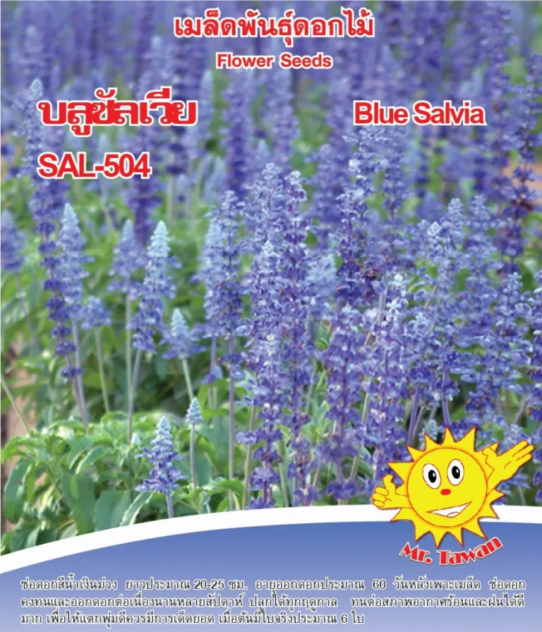 วิธีการปลูกดอกบลูซัลเวีย SAL-504