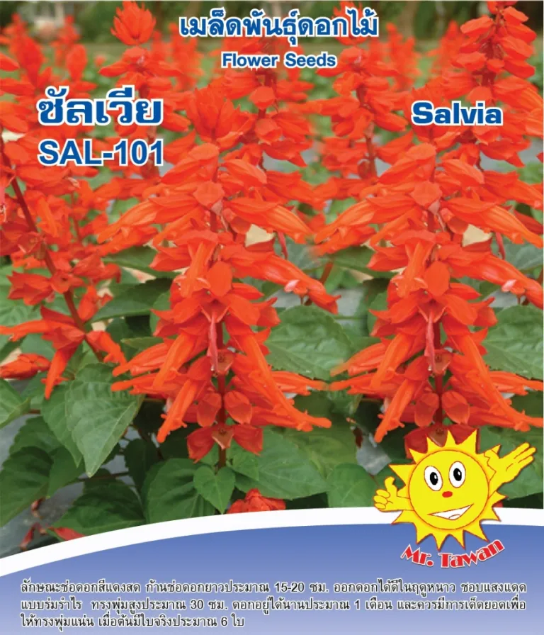 วิธีการปลูกดอกซัลเวีย SAL-101