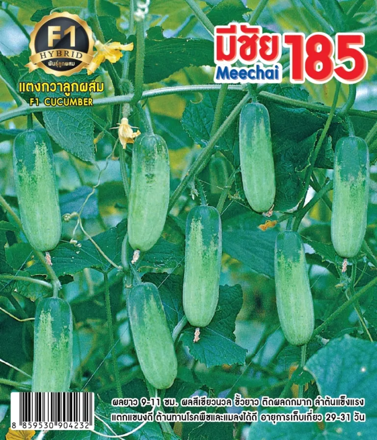 วิธีการปลูกแตงกวา มีชัย 185