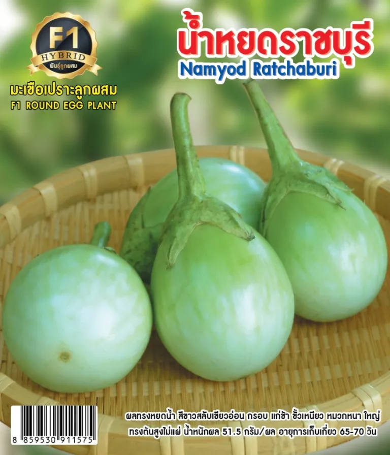 วิธีการปลูกมะเขือเปราะ น้ำหยดราชบุรี