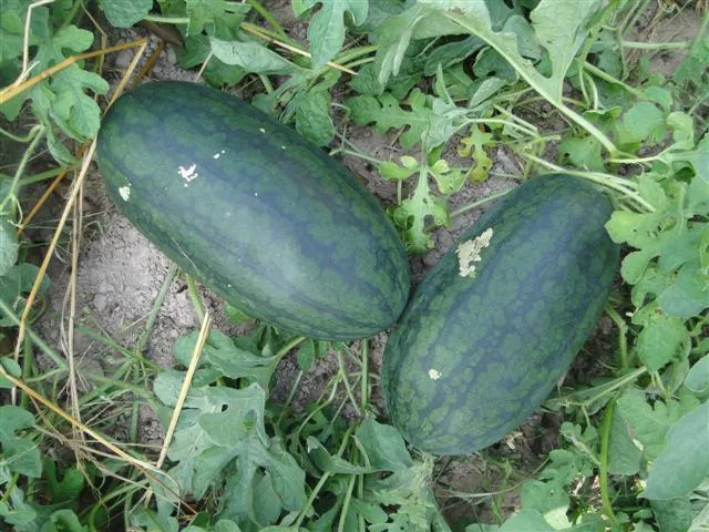 การปลูกแตงโม Planting Watermelon