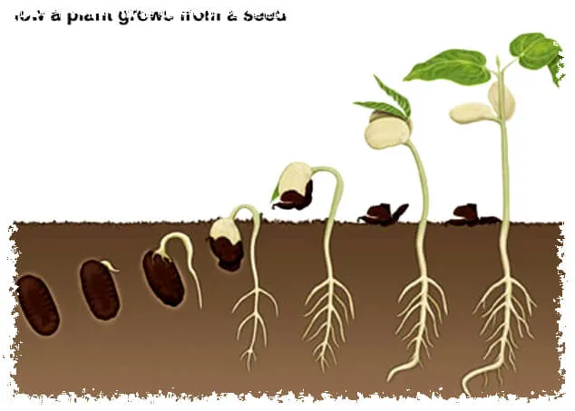 ปัจจัยที่มีผลต่อการงอกของเมล็ดพันธุ์ Factors Affecting The Germination Of Seeds.