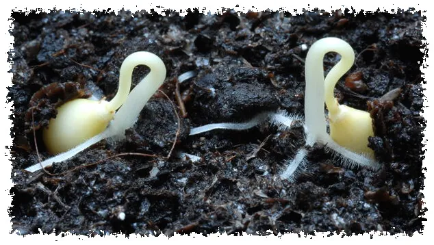 เทคนิคและวิธีการเพาะกล้า Techniques And Methods Of Sowing Seed.