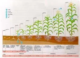 ผลของสารเคลือบเมล็ด Effects of Seed Coating