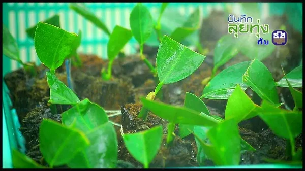 วิธีขยายพันธุ์มะนาวด้วยใบ ขยายได้จำนวนมาก ทำเองได้ต้นทุนต่ำ