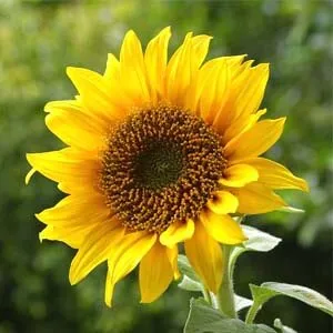 Bigsun