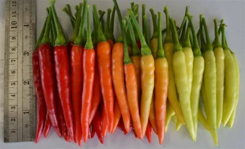 Hot pepper (white)