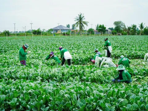 Real harvest photo from farmer — Pakchoy Yod Tawan Seeds | Advance Seeds 7/7