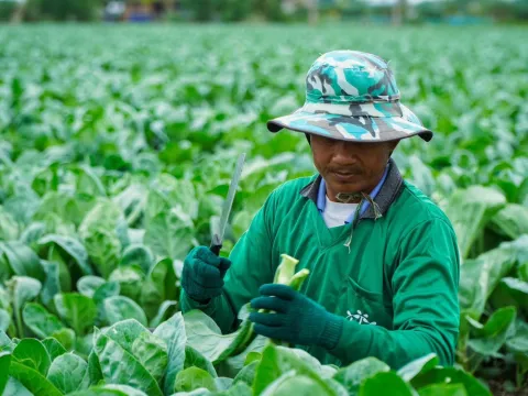 Real harvest photo from farmer — Pakchoy Yod Tawan Seeds | Advance Seeds 6/7