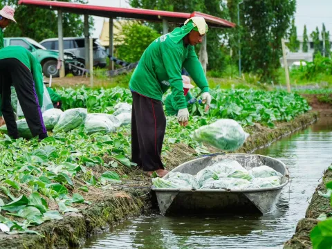 Real harvest photo from farmer — Pakchoy Yod Tawan Seeds | Advance Seeds 5/7