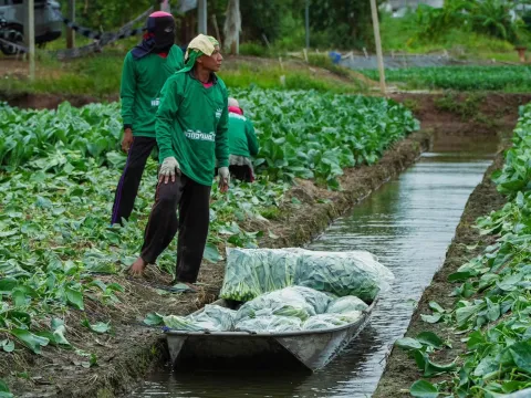 Real harvest photo from farmer — Pakchoy Yod Tawan Seeds | Advance Seeds 4/7