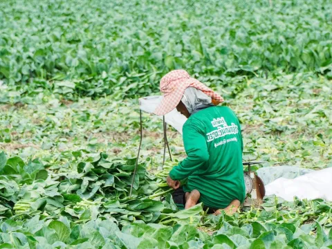 Real harvest photo from farmer — Pakchoy Yod Tawan Seeds | Advance Seeds 3/7