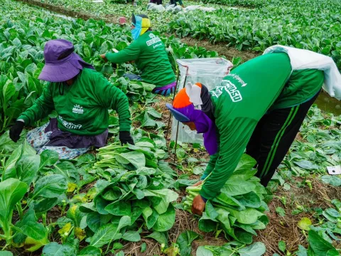 Real harvest photo from farmer — Pakchoy Yod Tawan Seeds | Advance Seeds 2/7