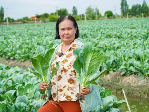 Real harvest photo from farmer — Pakchoy Yod Tawan Seeds | Advance Seeds 1/7